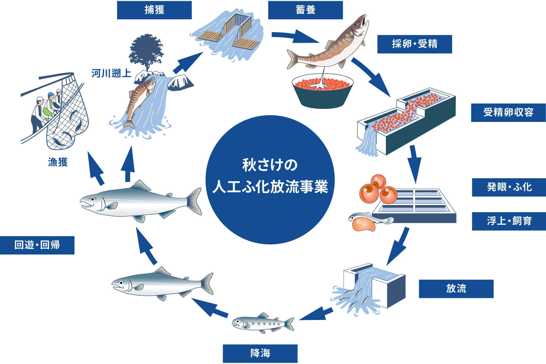 再生のしくみ図